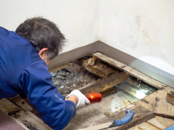 Professional Mold Removal in Newmanstown, PA