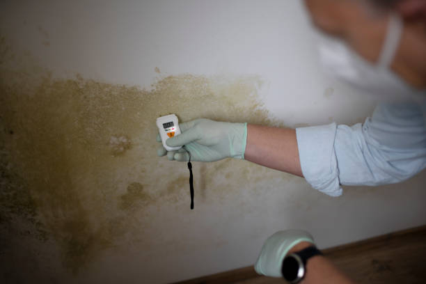Best Residential Mold Removal  in Newmanstown, PA