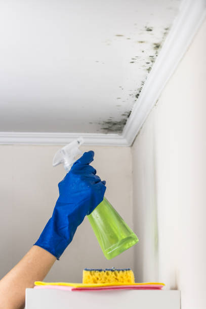 Best Local Mold Removal Service  in Newmanstown, PA